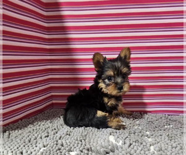 Medium Photo #8 Yorkshire Terrier Puppy For Sale in FORT LAUDERDALE, FL, USA