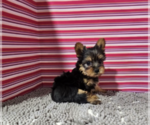 Small #7 Yorkshire Terrier