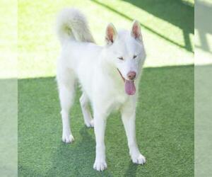 Siberian Husky Dogs for adoption in Camarillo, CA, USA