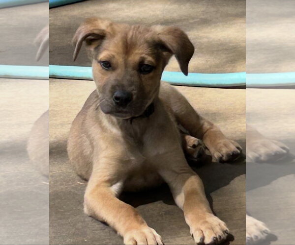 Medium Photo #2 German Shepherd Dog-Unknown Mix Puppy For Sale in Rockaway, NJ, USA