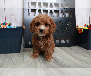 Cavachon-Cavapoo Mix Puppy for sale in MARIETTA, GA, USA