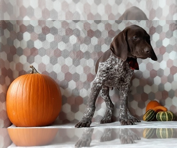 Medium Photo #4 German Shorthaired Pointer Puppy For Sale in LANCASTER, PA, USA