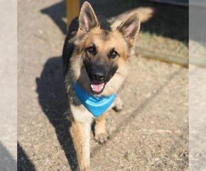 German Shepherd Dog-Unknown Mix Dogs for adoption in San Antonio, TX, USA