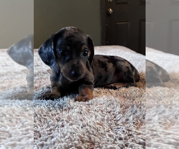 Medium Photo #3 Dachshund Puppy For Sale in SOUTHINGTON, OH, USA