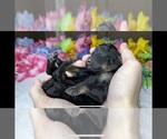 Puppy 1 Miniature Bernedoodle-Poodle (Miniature) Mix