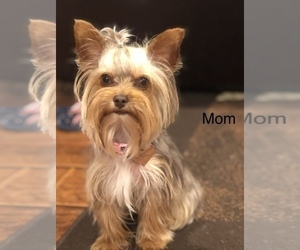 Mother of the Yorkshire Terrier puppies born on 07/13/2022