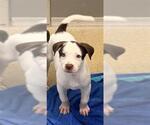 Small Labrador Retriever