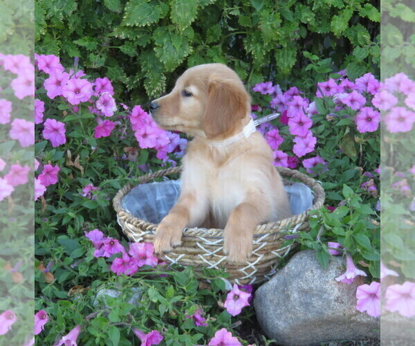 Medium Photo #37 Golden Retriever Puppy For Sale in THORP, WI, USA