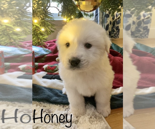 Medium Photo #1 Great Pyrenees Puppy For Sale in IRON STATION, NC, USA