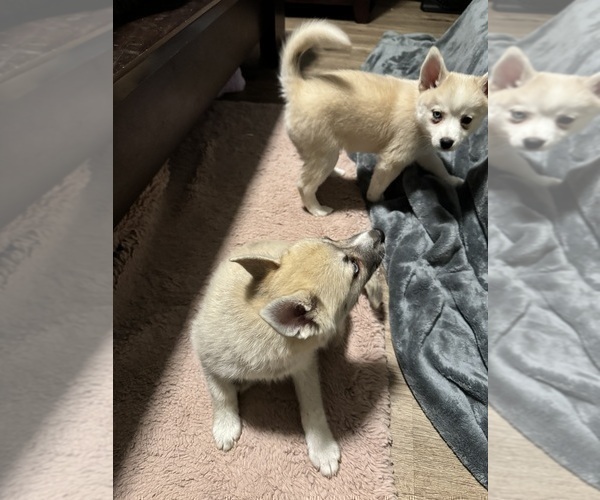 Medium Photo #194 Pomsky Puppy For Sale in LOVELAND, CO, USA