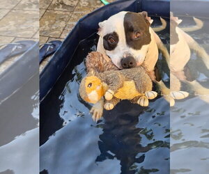 American Pit Bull Terrier Dogs for adoption in Germantown, OH, USA