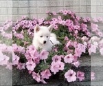 Small Photo #3 Pomsky Puppy For Sale in HOLMESVILLE, OH, USA