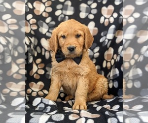 Golden Retriever Puppy for sale in OXFORD, PA, USA