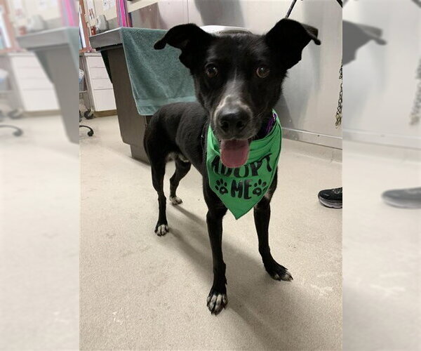 Medium Photo #3 Pointer-Siberian Husky Mix Puppy For Sale in Fairbanks, AK, USA