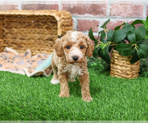 Poodle (Miniature) Puppy for sale in SYRACUSE, IN, USA