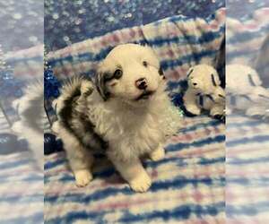 Miniature American Shepherd Puppy for sale in GARYSBURG, NC, USA