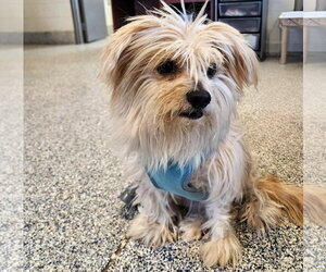Caesar - Male Mutt Dog for Adoption - Photo #2