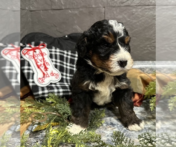 Medium Photo #23 Bernedoodle Puppy For Sale in ATHENS, WI, USA