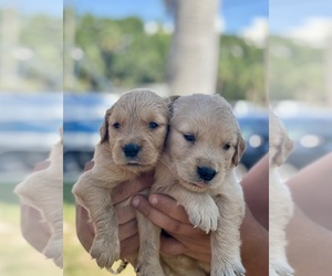 Golden Retriever Puppy for Sale in TAMPA, Florida USA