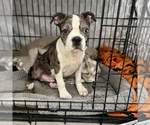 Small Photo #5 Boston Terrier Puppy For Sale in MARTINSVILLE, IN, USA