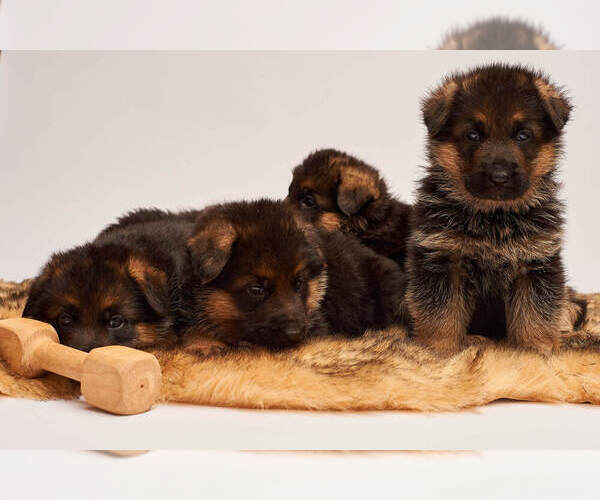 Medium Photo #20 German Shepherd Dog Puppy For Sale in ALICE, TX, USA
