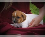 Small Photo #1 Jack-Rat Terrier Puppy For Sale in FREDONIA, KY, USA