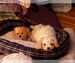 Small #3 Chihuahua Mix