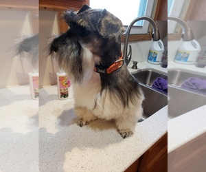 Father of the Schnauzer (Miniature) puppies born on 01/27/2026