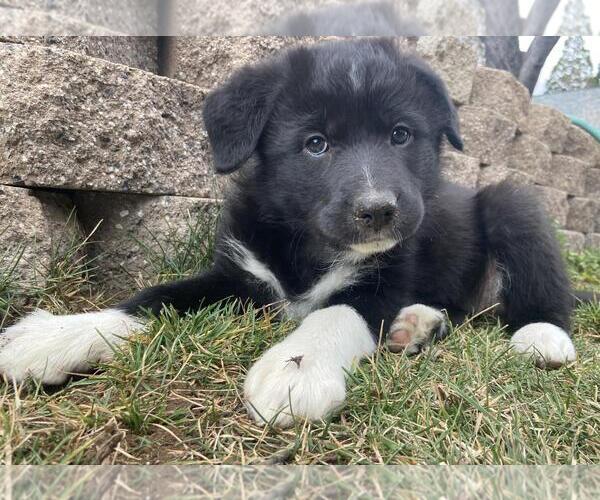 Medium Photo #3 Border Collie-Unknown Mix Puppy For Sale in Incline Village, NV, USA