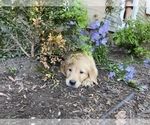 Small Photo #9 Golden Retriever Puppy For Sale in COVENTRY, RI, USA