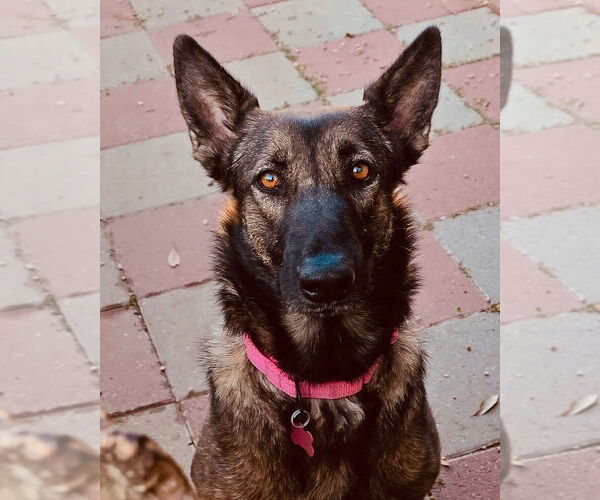 Medium Photo #2 German Shepherd Dog Puppy For Sale in Houston, TX, USA