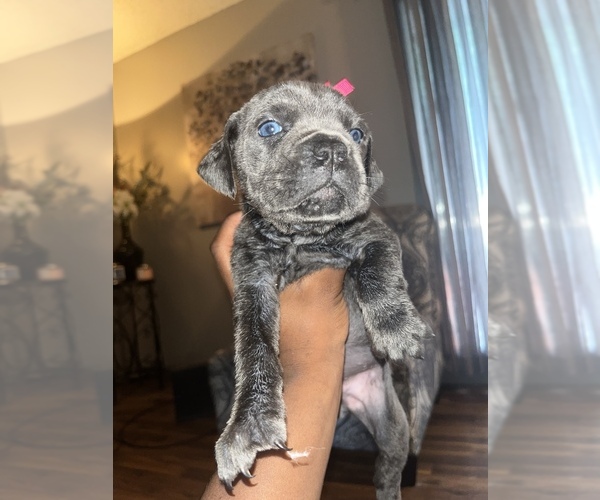 Medium Photo #4 Cane Corso Puppy For Sale in WICHITA, KS, USA