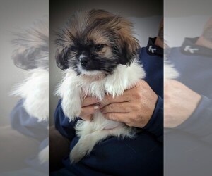 Shih Tzu Puppy for sale in WASHBURN, MO, USA