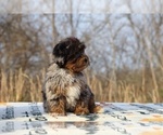 Small #6 ShihPoo