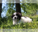 Small Photo #6 Havachon Puppy For Sale in HOUSTON, TX, USA