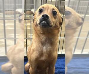 Chihuahua-Unknown Mix Dogs for adoption in Santa Cruz, CA, USA