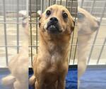 Small Chihuahua Mix