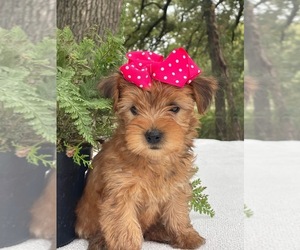 Yorkshire Terrier Puppy for sale in HILLSBORO, TX, USA