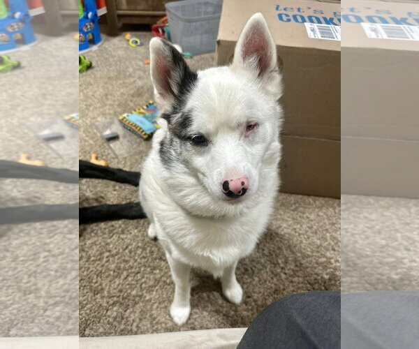 Medium Photo #7 Pomsky Puppy For Sale in St. Louis Park, MN, USA