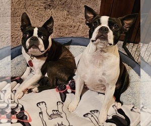 Mother of the Boston Terrier puppies born on 07/24/2025