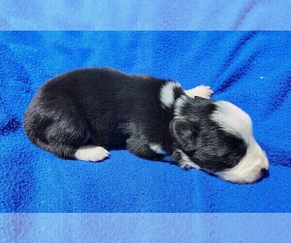 Medium Photo #47 Border Collie Puppy For Sale in NORBORNE, MO, USA