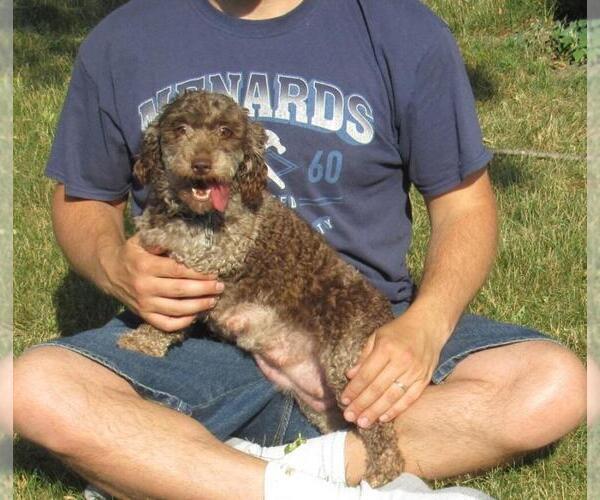 Medium Photo #1 Poodle (Toy) Puppy For Sale in LE MARS, IA, USA