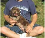 Small Photo #1 Poodle (Toy) Puppy For Sale in LE MARS, IA, USA