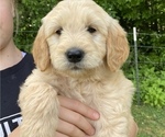 Small Photo #2 Goldendoodle Puppy For Sale in WESTMINSTER, SC, USA