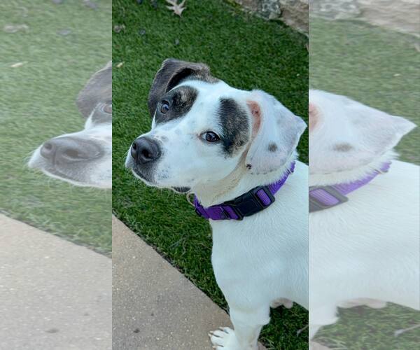 Medium Photo #4 American Pit Bull Terrier-Unknown Mix Puppy For Sale in Catasauqua, PA, USA
