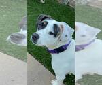 Small #3 American Pit Bull Terrier Mix
