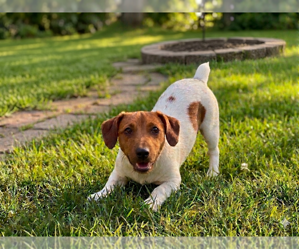 Medium Photo #3 Jack Russell Terrier Puppy For Sale in Grovertown, IN, USA