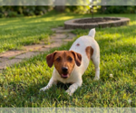 Small #2 Jack Russell Terrier