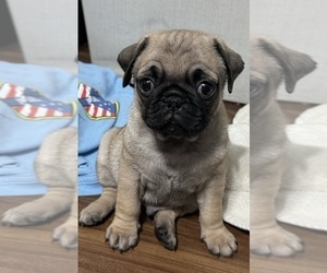 Pug Puppy for sale in RIALTO, CA, USA