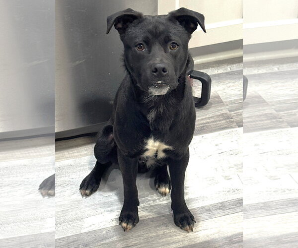 Medium Photo #1 Chihuahua-Labrador Retriever Mix Puppy For Sale in McDonough, GA, USA